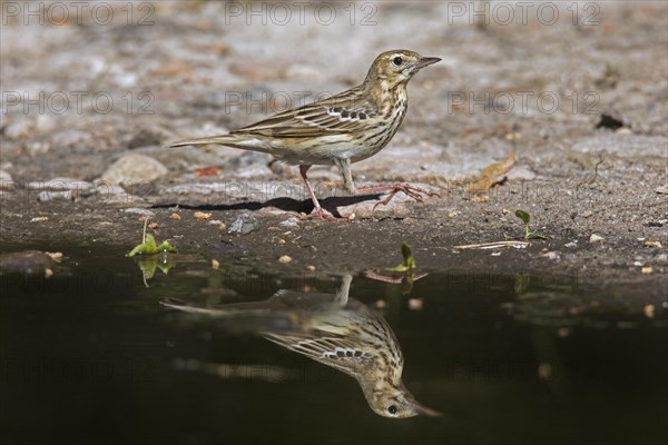 Tree pipit