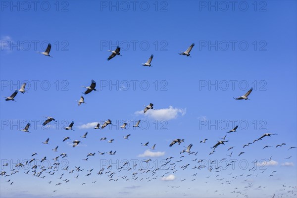 Migrating flock of common cranes