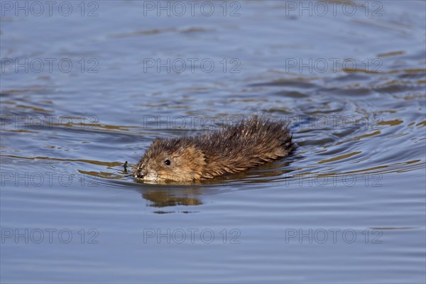 Muskrat