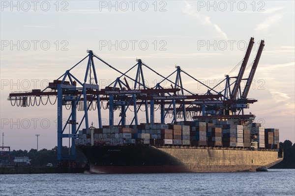 Container ship W Klaipeda and container gantry cranes at the Burchardkai terminal in the evening light at the Port of Hamburg