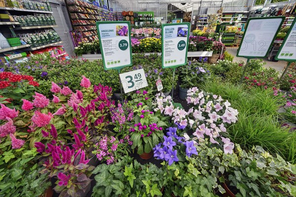 Floral splendour in a garden centre