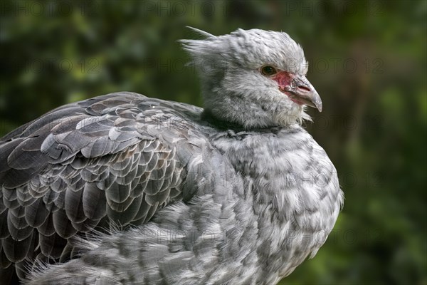 Southern screamer