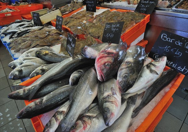 Fresh fish and seafood on display at fish market in the port of Le Treport