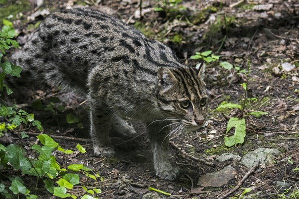 Fishing cat