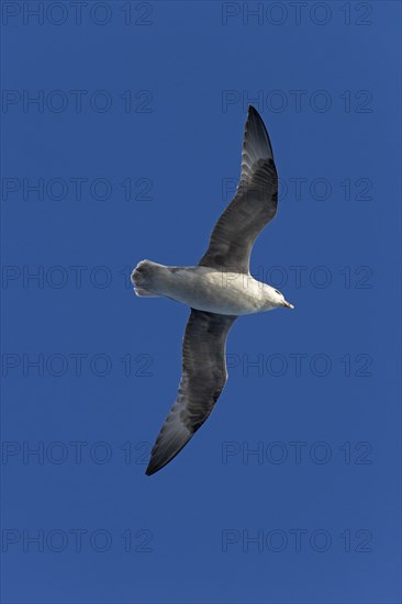 Northern fulmar