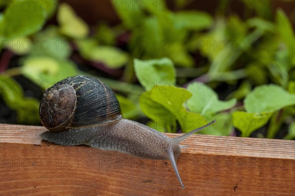 Common garden snail