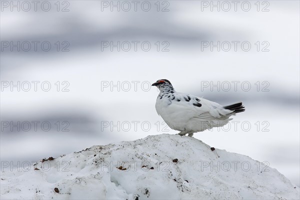 Willow ptarmigan