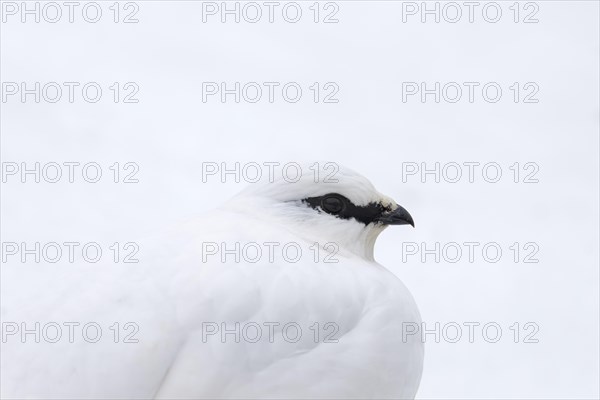 Rock ptarmigan