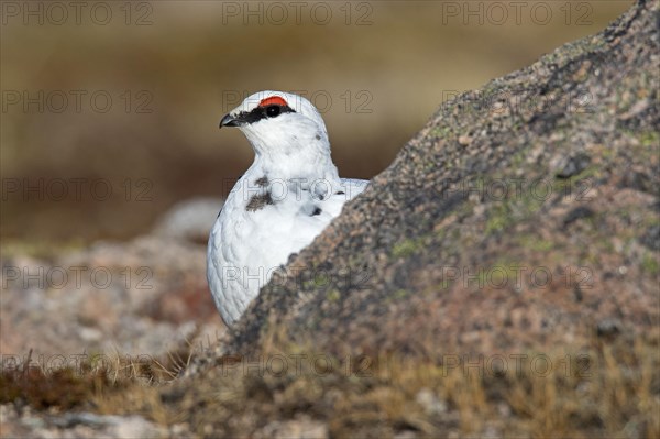 Rock ptarmigan