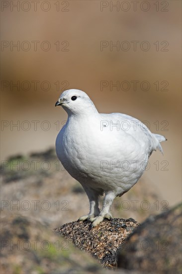 Rock ptarmigan