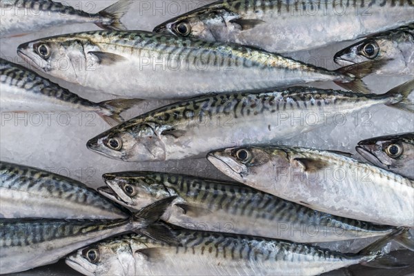 Atlantic mackerel