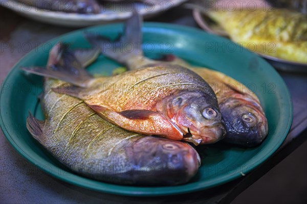 Fresh fish at market in Mawlamyine