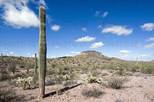 Saguaro