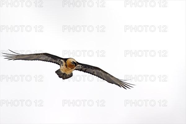 Bearded Vulture