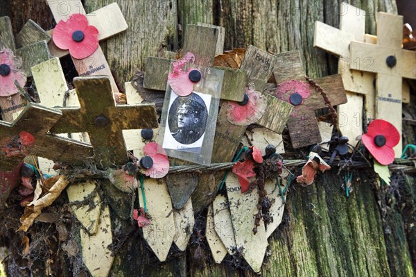 Original shell-blasted tree showing picture of soldier at Sanctuary Wood Museum Hill 62 at Zillebeke