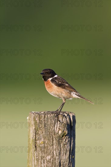 European Stonechat