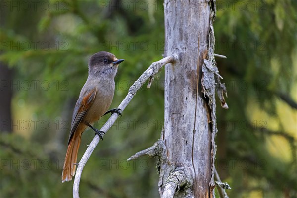 Siberian jay