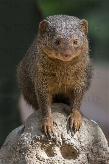 Common dwarf mongoose