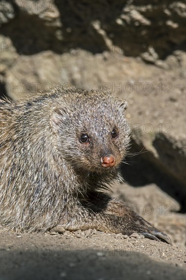 Banded mongoose