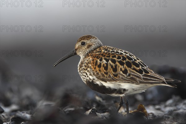 Dunlin