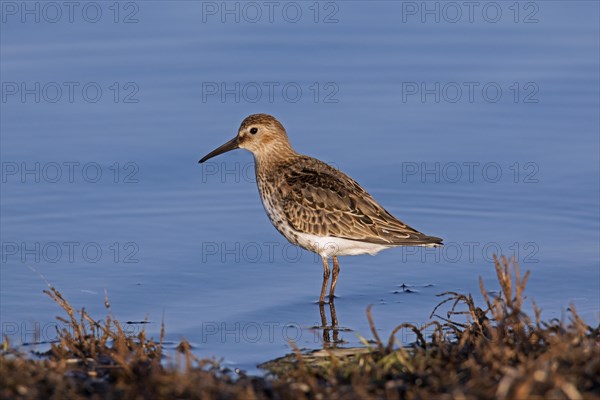 Dunlin