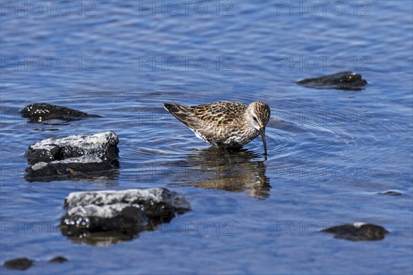 Dunlin