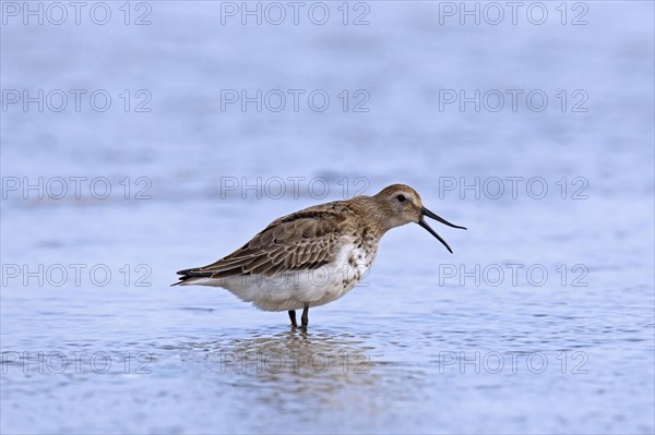 Dunlin