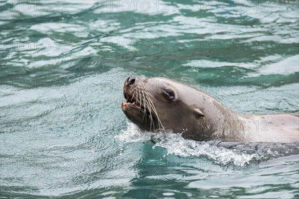 Steller sea lion