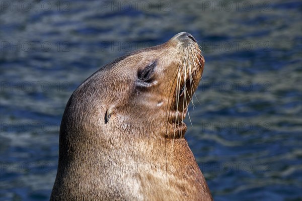 Steller sea lion