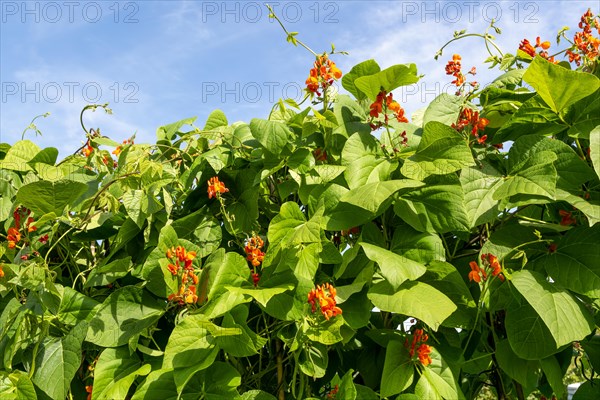 Leaves and red flowers of scarlet runner bean