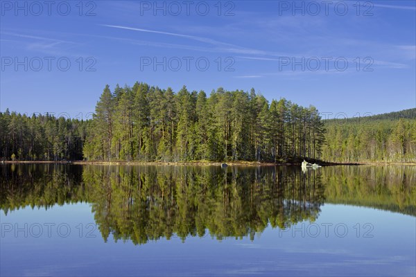 Forest with spruce trees along lake Gryssen in spring