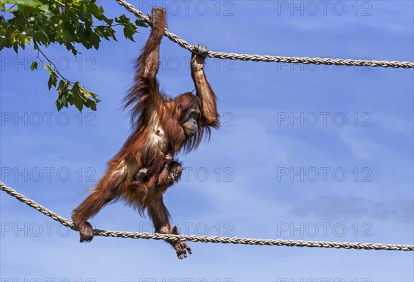 Sumatran orangutan