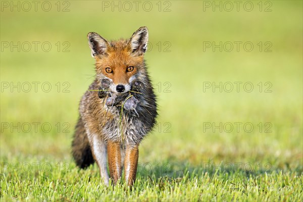 Red fox