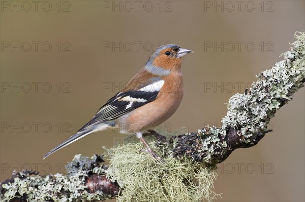 Common chaffinch