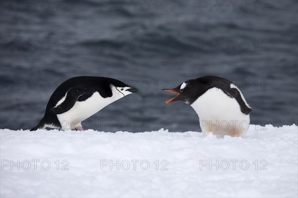 Chinstrap penguin