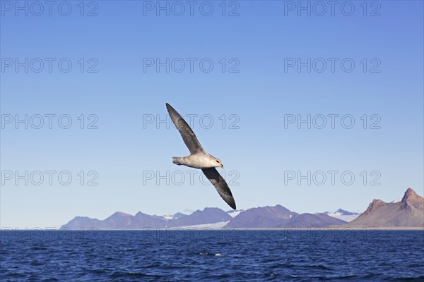 Northern fulmar