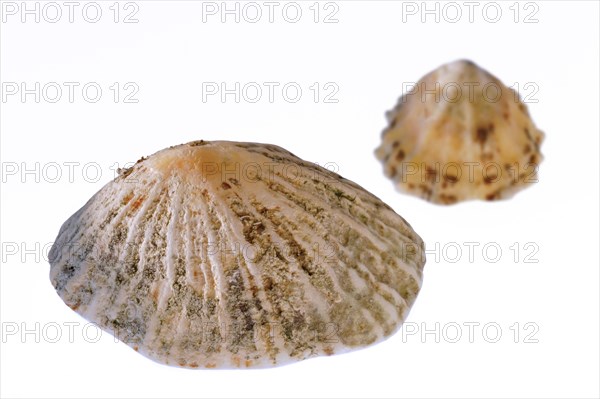 Common limpets