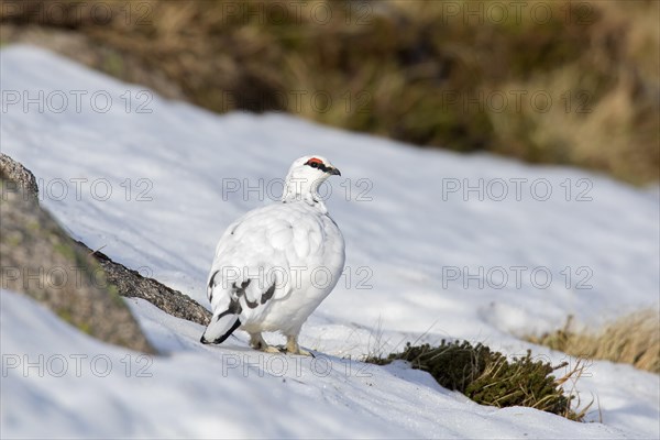 Rock ptarmigan