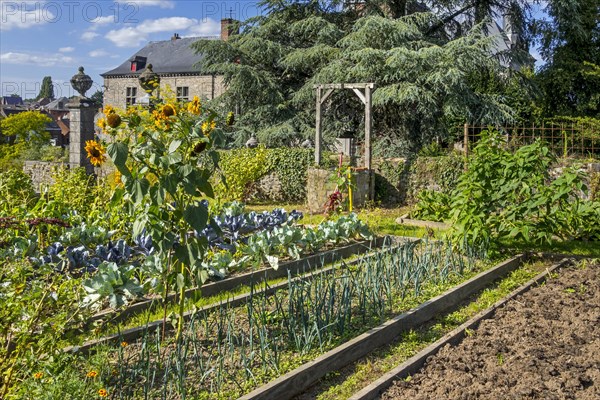 Raised beds for greens