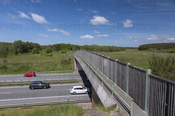 Wildlife bridge