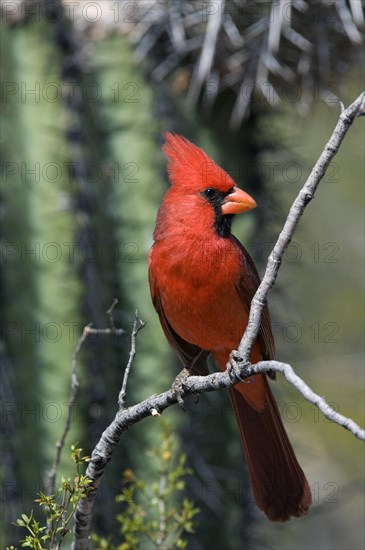 Northern cardinal