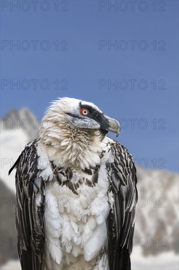 Bearded vulture