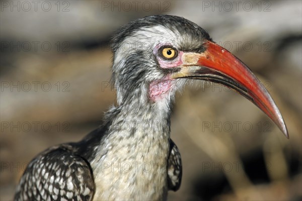 Red-billed hornbill