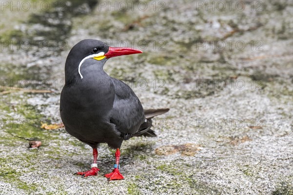 Inca tern