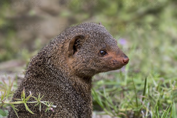 Common dwarf mongoose