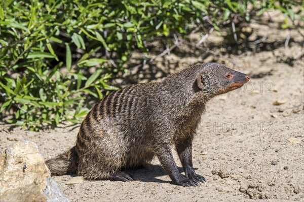 Banded mongoose