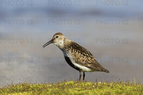 Dunlin