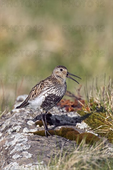 Dunlin