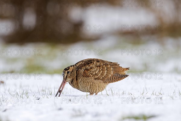 Eurasian woodcock