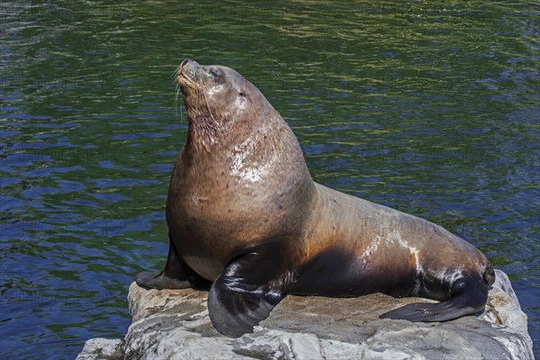 Steller sea lion